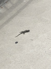 Sceloporus occidentalis