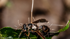 Ophiocordyceps humbertii