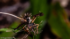 Ophiocordyceps humbertii