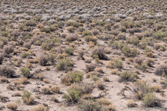 Euphrosyne nevadensis