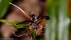Ophiocordyceps humbertii