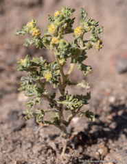 Euphrosyne nevadensis