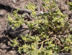 Euphrosyne nevadensis