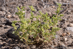 Euphrosyne nevadensis