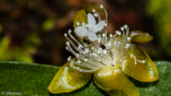 Rhipsalis elliptica