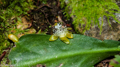 Rhipsalis elliptica