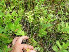 Platanthera clavellata image