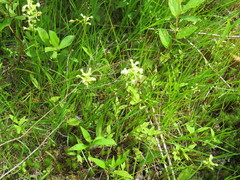Platanthera clavellata image