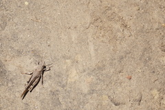 Trimerotropis thalassica