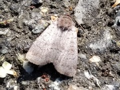 Protolampra rufipectus