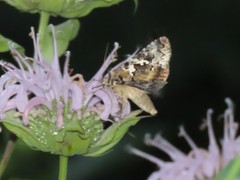 Syngrapha rectangula