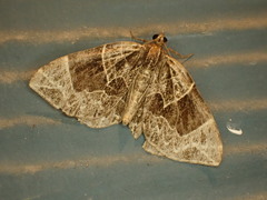 Gandaritis atricolorata