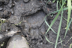 Ursus