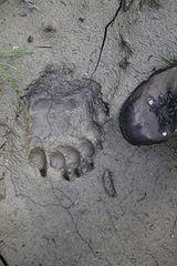 Ursus