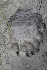 Ursus