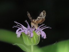 Syngrapha rectangula