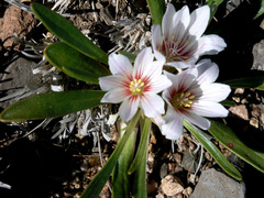 Lewisia brachycalyx