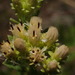 Sericocarpus rigidus - Photo (c) Sadie Hickey, alguns direitos reservados (CC BY-NC), uploaded by Sadie Hickey