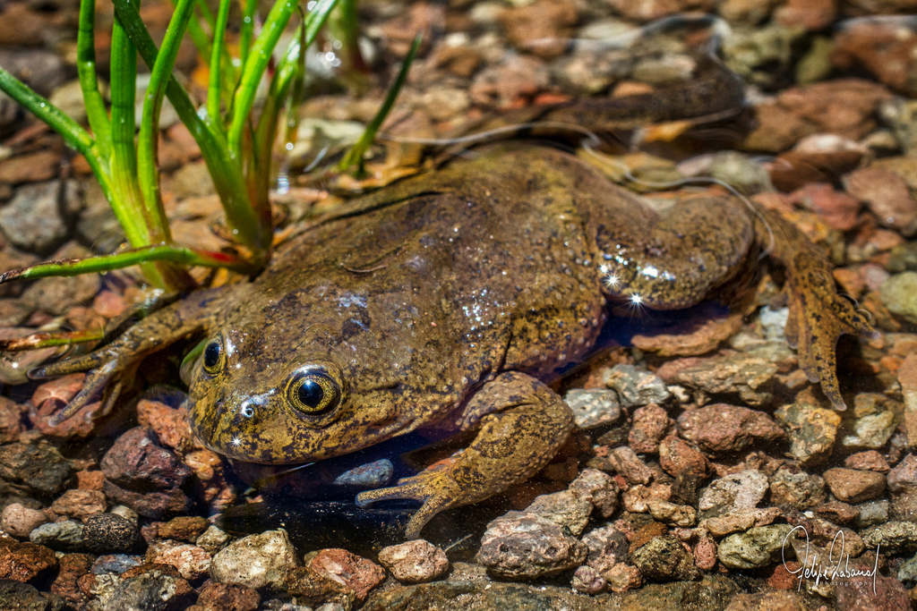 Philip's Water Frog
