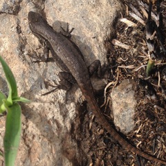 Sceloporus megalepidurus