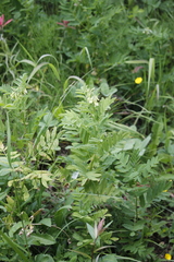 Astragalus americanus
