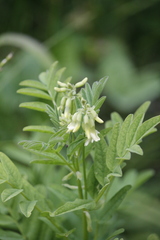 Astragalus americanus