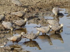 Pterocles gutturalis