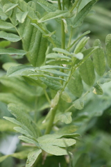 Astragalus americanus