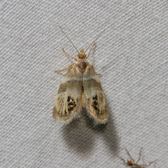 Prochoreutis extrincicella