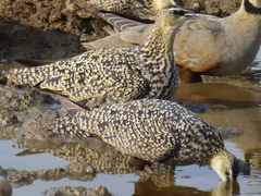 Pterocles gutturalis