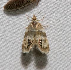 Prochoreutis extrincicella