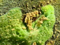 Spongillidae