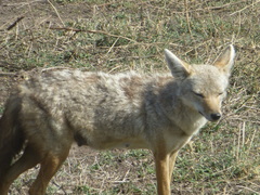 Canis lupaster bea
