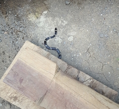 Leptodeira nigrofasciata