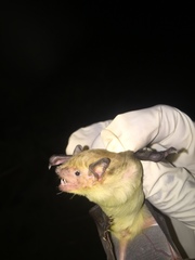 Scotophilus dinganii