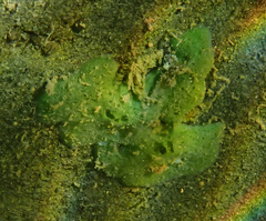 Spongillidae