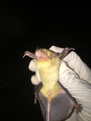 Scotophilus dinganii