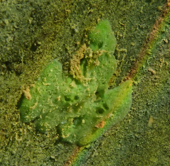 Spongillidae