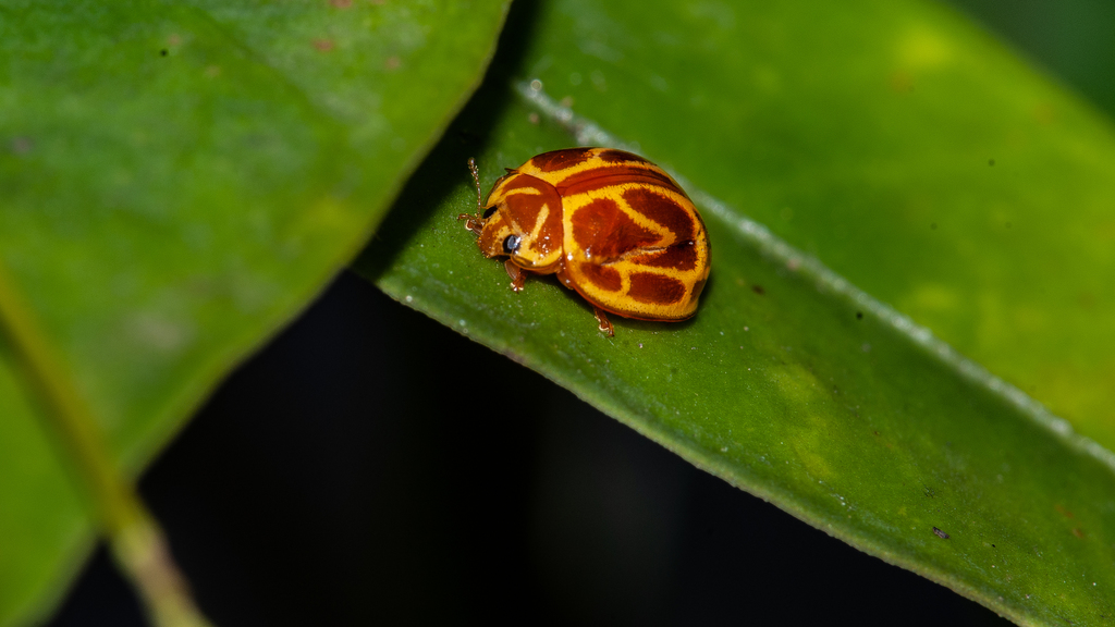 Neocalvia fulgurata