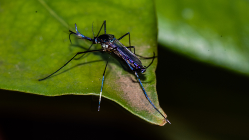 Toxorhynchites solstitialis