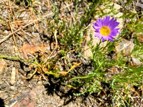Dieteria canescens var. ziegleri