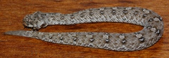 Bitis schneideri