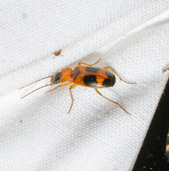 Badister neopulchellus