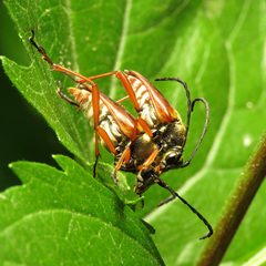 Typocerus acuticauda