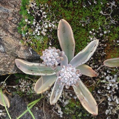 Thompsonella minutiflora