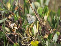 Euphilotes ancilla