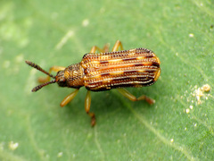 Sumitrosis inaequalis