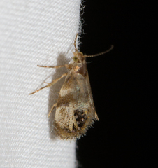 Prochoreutis extrincicella