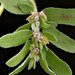 Spotted Spurge - Photo USGS Native Bee Inventory and Monitoring Laboratory, no known copyright restrictions (public domain)