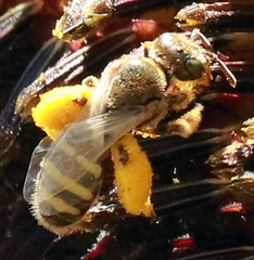 Cockerellia